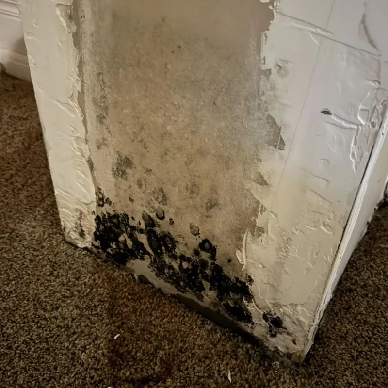 Professional Mold Removal in New Rockford, ND